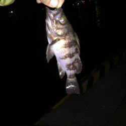 メバリング日和