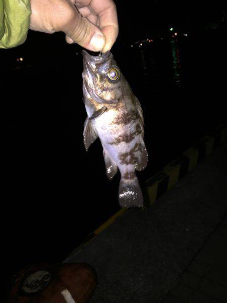 メバリング日和