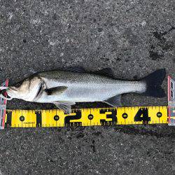 南港のハネ 高活性‼︎