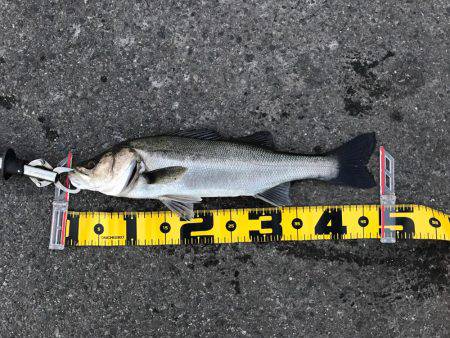 南港のハネ 高活性‼︎