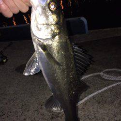 メバリングでシーバス