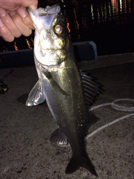 メバリングでシーバス