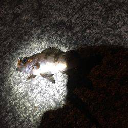 妻鹿漁港でメバリング