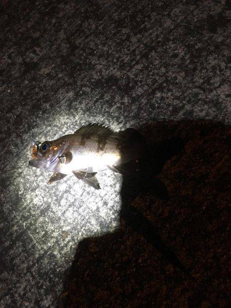 妻鹿漁港でメバリング