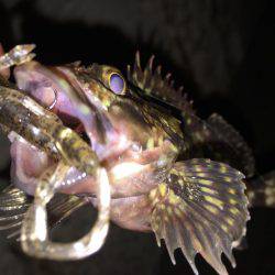 舞洲癒しのガシラ