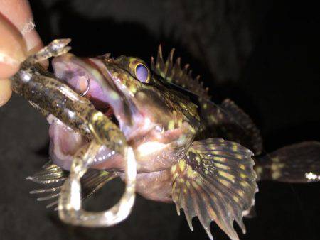 舞洲癒しのガシラ