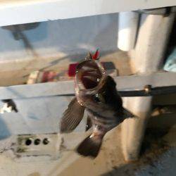 メバル  夜釣り  サビキ