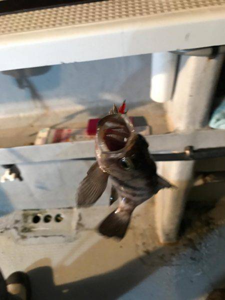 メバル  夜釣り  サビキ
