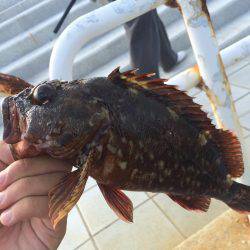 ショアジギング＋落とし込み