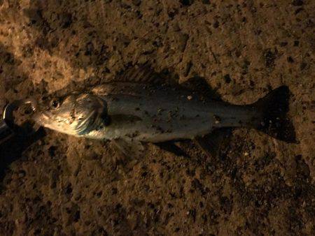 ナイトゲーム久々の釣果は…