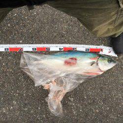 メジロクラス！