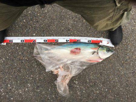 メジロクラス！