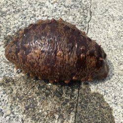 春イカ求めて 南紀釣行