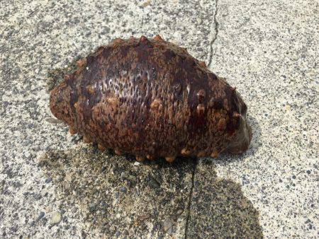 春イカ求めて 南紀釣行