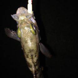 癒しのチビメバル