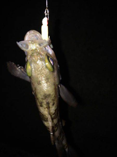 癒しのチビメバル