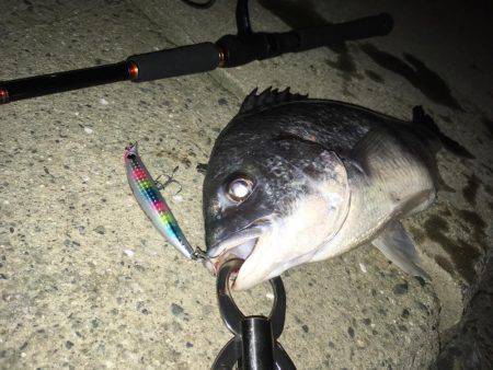 シーバスとチヌ狙いが…