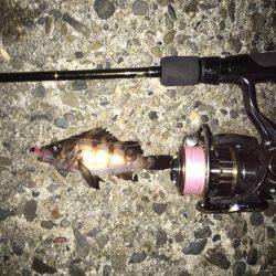 メバリング調査