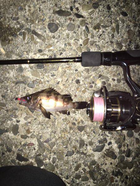 メバリング調査