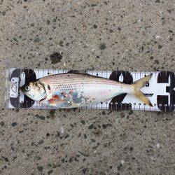 青物狙いですが