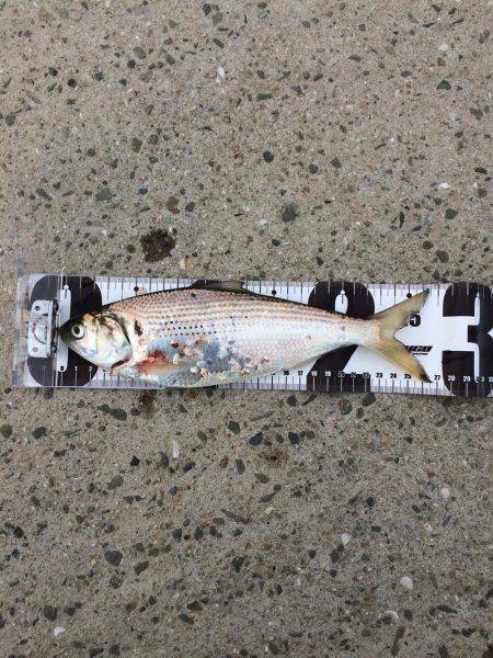 青物狙いですが