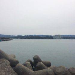 ノッコミマダイ連続Get!