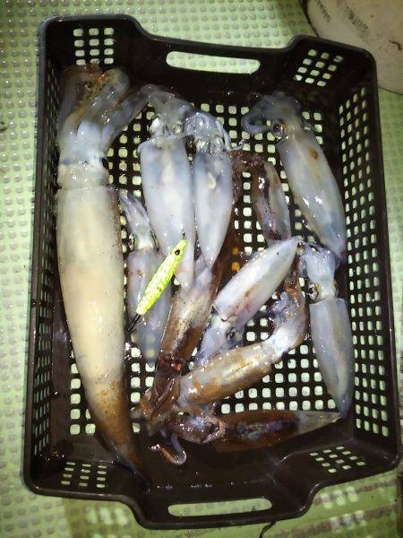 イカメタル&ヒラメ