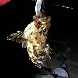 やっと釣れました