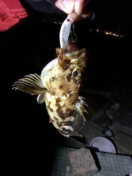 やっと釣れました