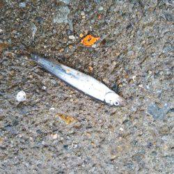 久しぶりのサビキ釣り