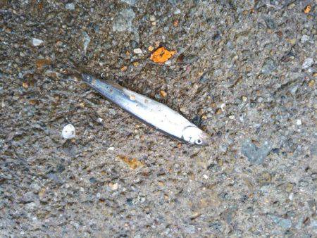 久しぶりのサビキ釣り