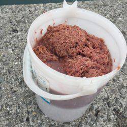 鰯の祭りーーー！