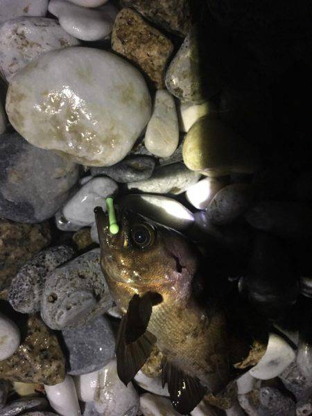 シャローメバリング