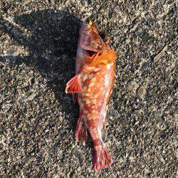 爆風の中で探り釣り