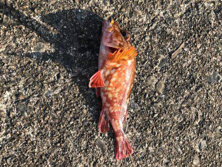 爆風の中で探り釣り