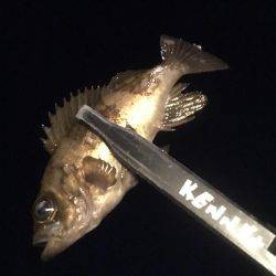 満潮で荒れてました。