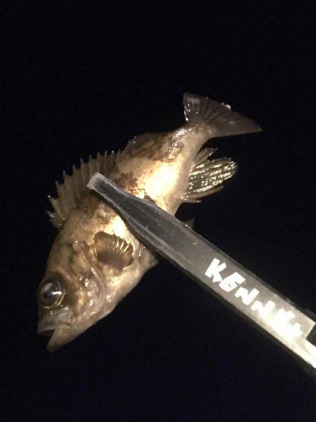 満潮で荒れてました。