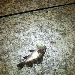 メバルプラッキング