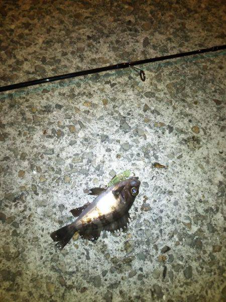 メバルプラッキング