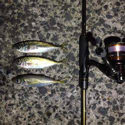 アジング@福良漁港