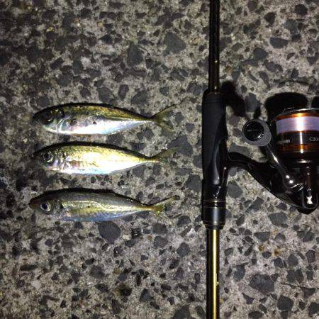 アジング@福良漁港