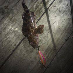 ラパラでガシラ