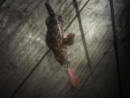 ラパラでガシラ