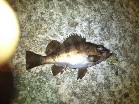 ワームとプラグでメバル