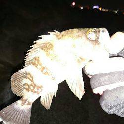 プラッキングメバル