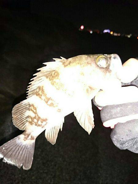 プラッキングメバル