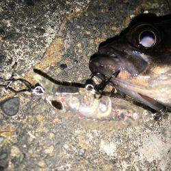 プラッキングメバル