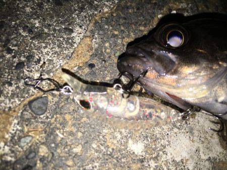 プラッキングメバル