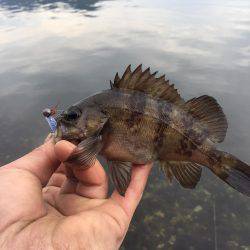 デイメバリング