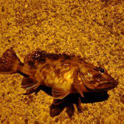 やっぱり相性悪い。。。